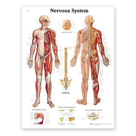 Laminated 3B Scientific Anatomical Charts