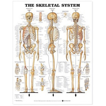 Anatomical Charts