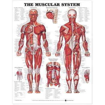 Anatomical Charts