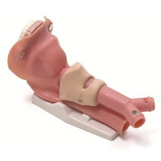 Airway Anatomical Demonstrations Model